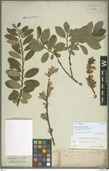Foto von Salix bicolor Ehrh. ex Willd.